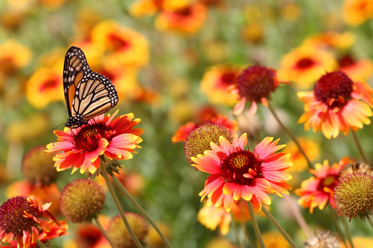 Butterfly in spring garden